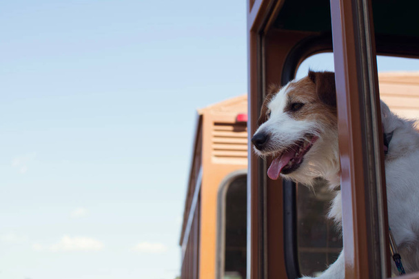 Huisdier vriendelijk Concept. Leuke Jack Russell hond reizen met de trein op de zomervakanties, - Foto, afbeelding