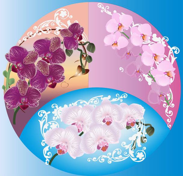 composition with orhid flowers in round - Vector, Image
