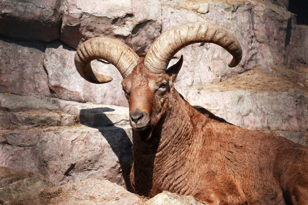 Caucasian Goat - Photo, Image