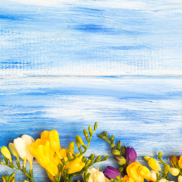 春の背景。青い木製の背景の美しい春のフリージアの花。テキスト、クローズ アップ. - 写真・画像