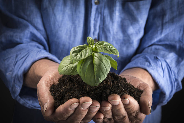 Middelste leeftijd man houdt in zijn handen een kleine jonge groene plant. Close-up - Foto, afbeelding