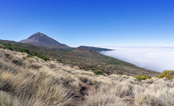 Χόρτα στο βορειοανατολικό τμήμα του εθνικού πάρκου Λας Κανάδας del Teide Τενερίφη με θέα το Ηφαίστειο Teide - Φωτογραφία, εικόνα