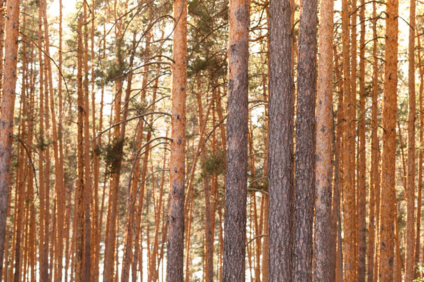 Summer dense pine forest. Sunlight through the trees. Amazing woodland landscape. Heat weather. - Фото, изображение
