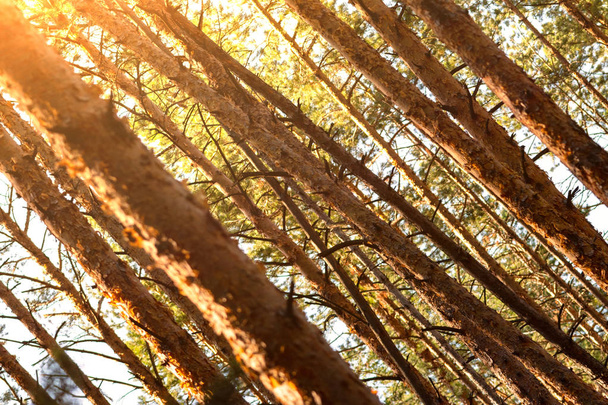 Summer dense pine forest. Sunlight through the trees. Amazing woodland landscape. Heat weather. - Photo, image