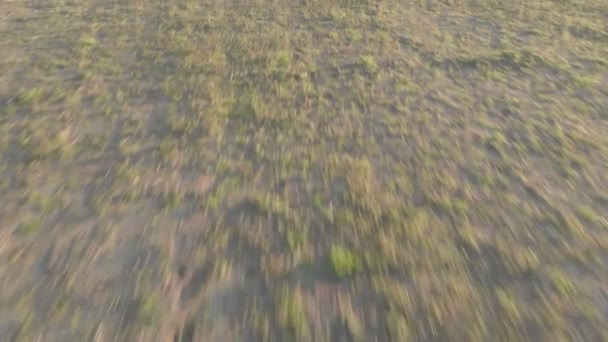 Unrestrained flight up the fields - Footage, Video