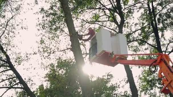 Cortar árvores. Um trabalhador com uma motosserra corta a árvore que cai. Os raios do sol são visíveis através da árvore. Luz de fundo é luz
 - Filmagem, Vídeo