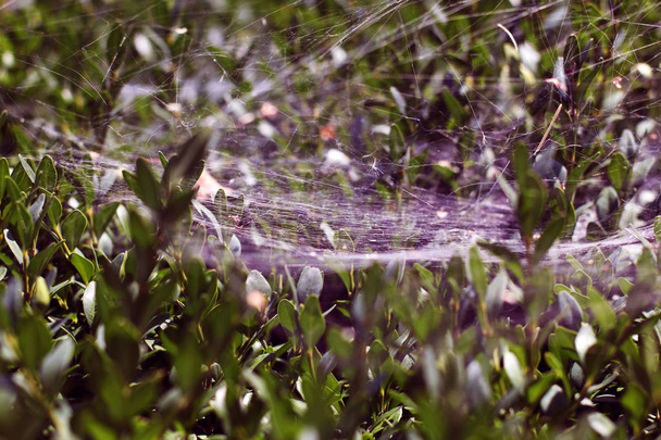 Blurred images of spider webs on the background of natural green trees in the morning. The network concept that is intertwined like a spider web - Photo, image