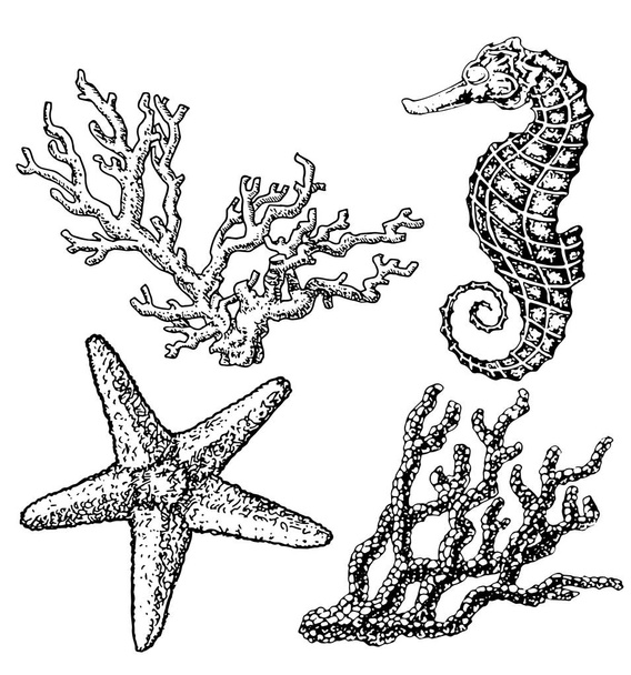 Grafische koraalrif met Zeepaard, zee-ster, zeester, zeewier, koralen, onder zee thema, set van elementen voor mariene ontwerp, zee collectie, hand getrokken illustratie op wit - Vector, afbeelding