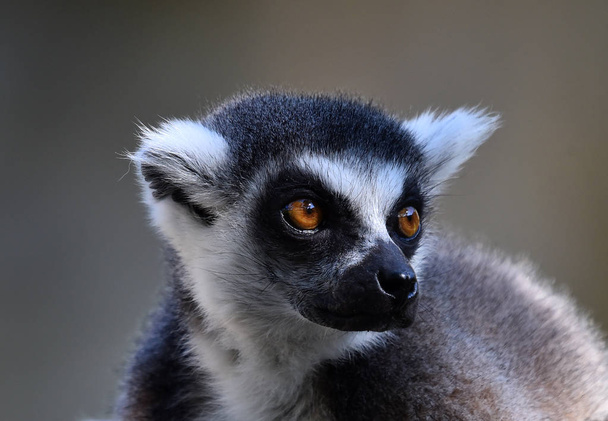 lemur w naturze - Zdjęcie, obraz