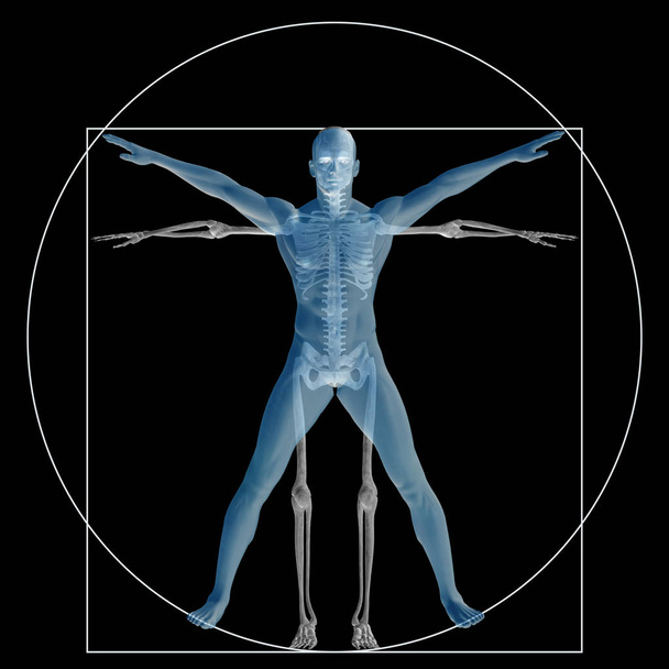 Vitruvius insan veya insan kavramı mecaz kavramsal 3d oran anatomi vücut üzerinde arka izole olarak - Fotoğraf, Görsel