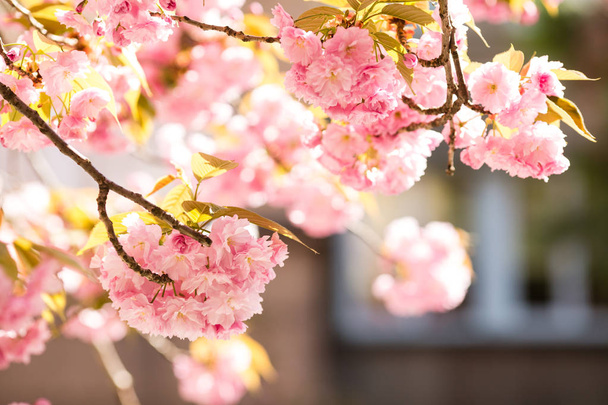 Hermosa flor de cerezo sakura en primavera sobre la casa vieja
 - Foto, Imagen
