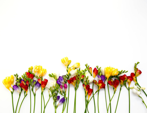 Fondo de primavera. Hermosas flores de primavera freesia sobre un fondo blanco. Lugar para el texto, primer plano
. - Foto, imagen