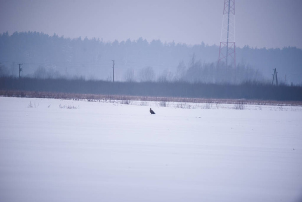 Белохвостый орел (Haliaeetus albicilla) сидит на заснеженном поле в сельской местности. Снежный зимний день
. - Фото, изображение