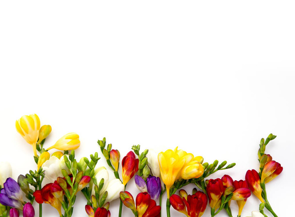 Fondo de primavera. Hermosas flores de primavera freesia sobre un fondo blanco. Lugar para el texto, primer plano
. - Foto, imagen
