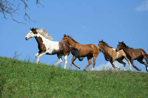 Belo lote de cavalos correndo no horizonte
 - Foto, Imagem