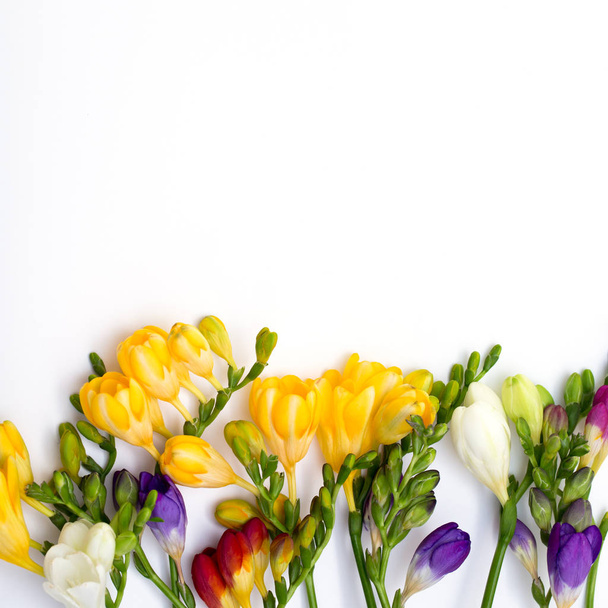 Ανοιξιάτικο φόντο. Όμορφα ανοιξιάτικα λουλούδια φρέζια σε λευκό φόντο. Θέση για κείμενο, γκρο πλαν. - Φωτογραφία, εικόνα