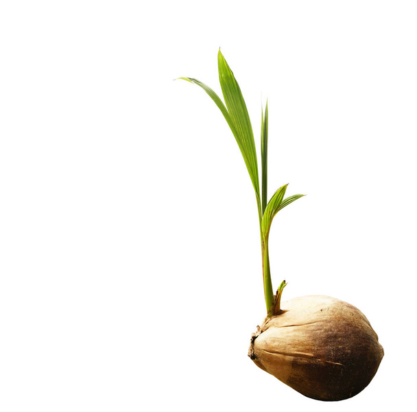 kokosowy pędu sadzonki rosną kiełkować na białym tle - Zdjęcie, obraz