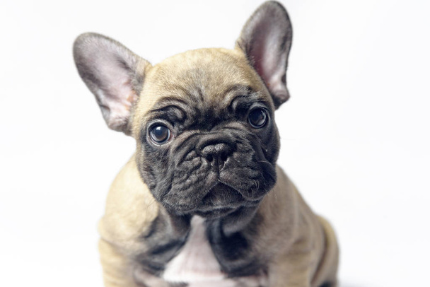 puppies french bulldogs brown color - 写真・画像