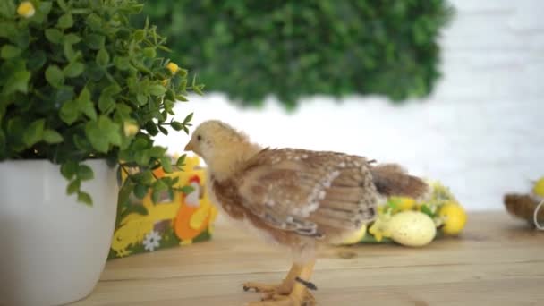4K Chicken On Wooden Table - Кадры, видео