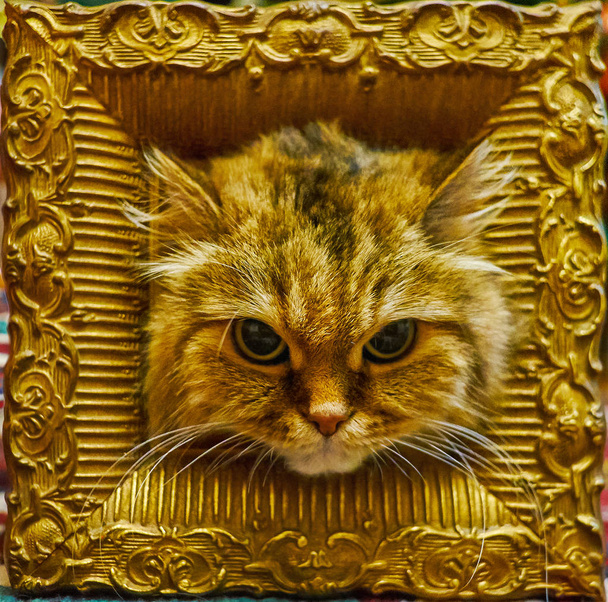 La cabeza de hermoso gato ahumado marrón con grandes ojos negros en marco de madera vintage, decorado con patrones tallados y bronce
. - Foto, imagen