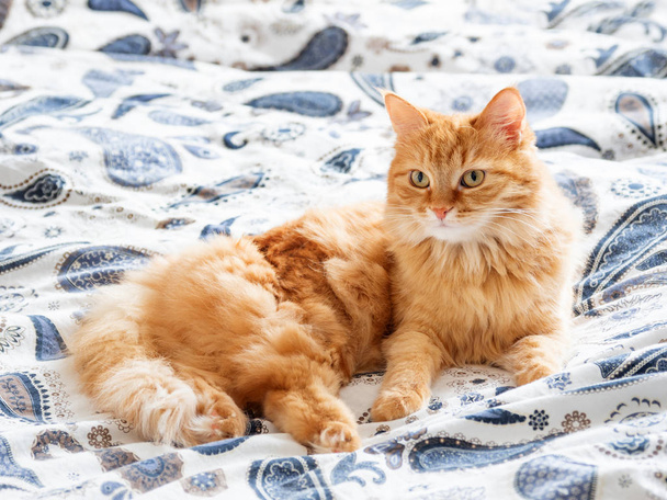 Cute ginger cat lying in bed. Fluffy pet going to sleep here. Cozy morning bedtime at home. - Фото, зображення