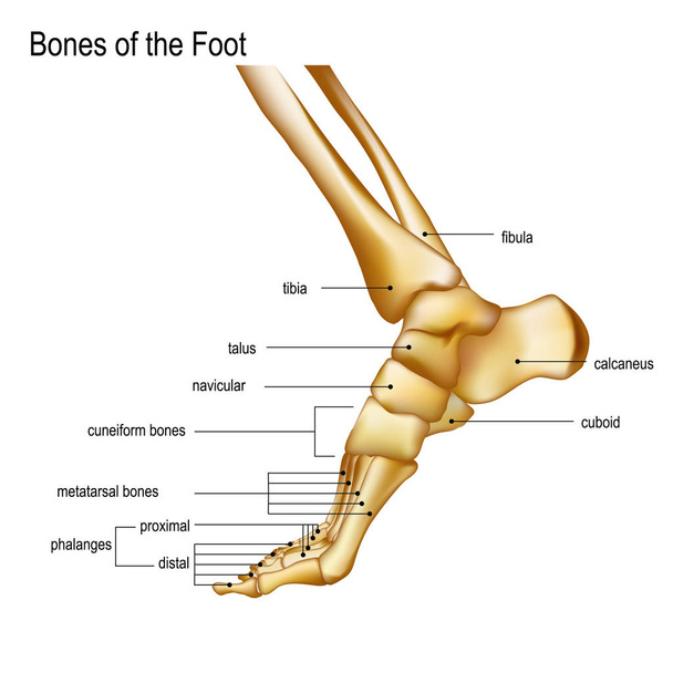 Кістки ноги
 - Вектор, зображення