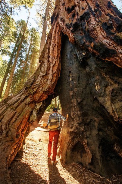 Hiker in Sequoia national park in California, USA - Photo, Image