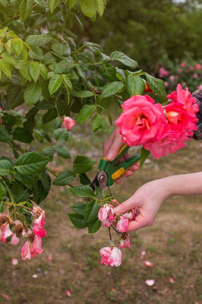 Tyttö karsia pensas (ruusu) oksasakset puutarhassa kesäpäivänä. Söivät kuivat ruusun kukat. Naisen käsi lähikuva
. - Valokuva, kuva