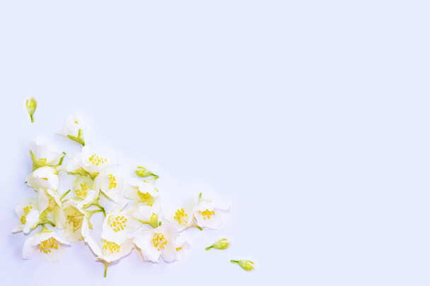 Natural floral background of spring jasmine flowers - Photo, Image