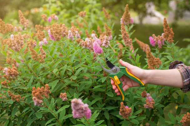 Girl prune the bush (spirea) with secateurs in the garden in sun summer day. Cuting the dry spirea flowers. Hand of the woman closeup. - Photo, Image
