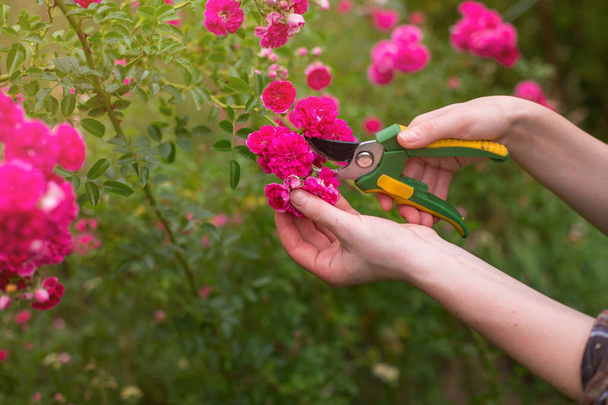 Girl prune the bush (rose) with secateurs in the garden in sun summer day. Cuting the dry rose flowers. Hand of the woman closeup. - Foto, Imagen