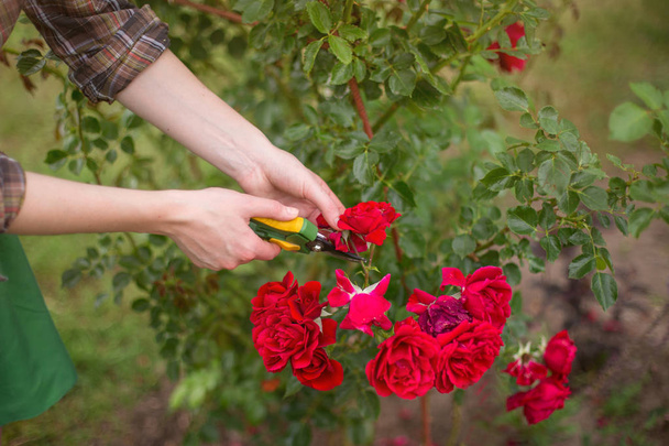 Κορίτσι κόβει ο Μπους (ροζ) με secateurs στον κήπο στον ήλιο μέρα του καλοκαιριού. Κλάδεμα την ξηρά λουλούδια τριαντάφυλλο. Χέρι του το closeup της γυναίκας. - Φωτογραφία, εικόνα