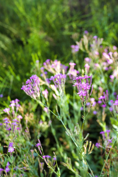 Lychnis Viscaria vulgaris (tunnetaan myös nimellä Silene viscaria, tahmea catchfly tai nihkeä campion) kukat lähikuva
 - Valokuva, kuva