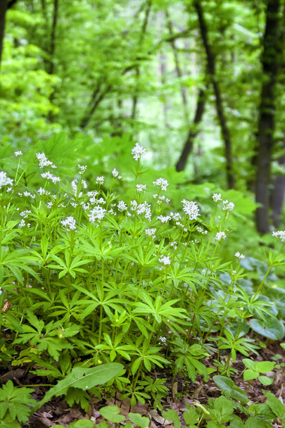 Sweetscented bedstraw (Galium odoratum) blooming in spring forest - Photo, Image