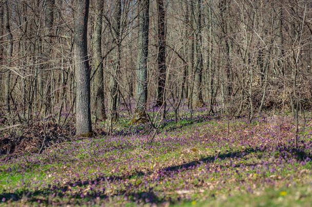 Kevätmetsä Ensimmäiset kevään kukat metsässä. Kirkas aurinkoinen päivä metsässä
. - Valokuva, kuva