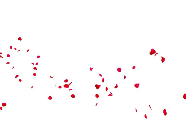 Les pétales de rose rouge volent au loin. Fond blanc isolé
 - Photo, image