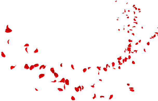 赤いバラの花びらは、遠くに飛ぶ。孤立した白い背景 - 写真・画像