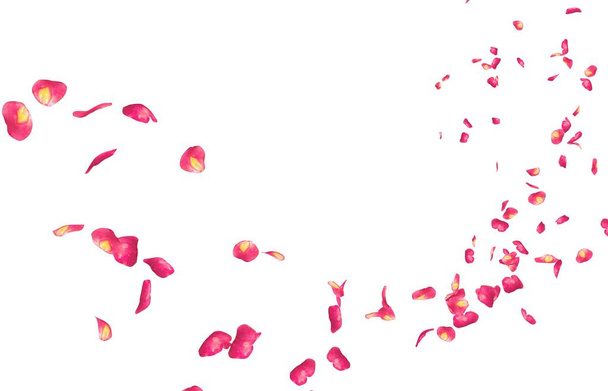 Red rose petals fly into the distance. Isolated white background - Photo, Image