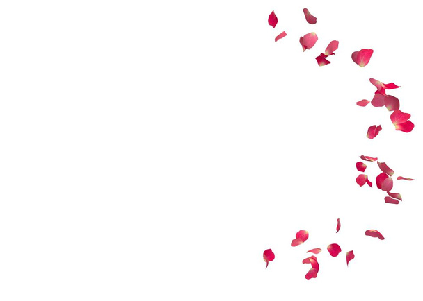 Rode rozenblaadjes vliegen in een cirkel. De center vrije ruimte voor uw foto's of tekst. Geïsoleerde witte achtergrond - Foto, afbeelding
