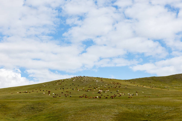 herd of sheep and goats graze in the Mongolian steppe, Mongolia - Фото, зображення