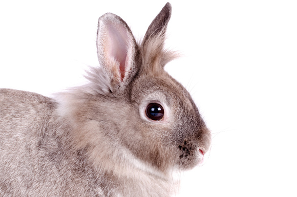 Милий пухнастий кролик
 - Фото, зображення