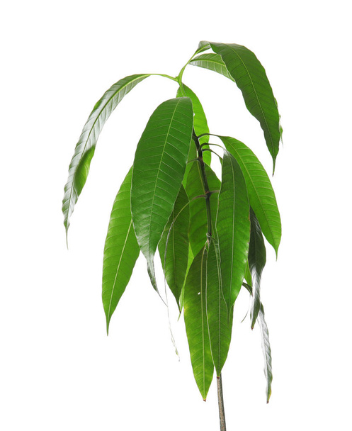 Branch of mango tree with green leaves on white background - Photo, image