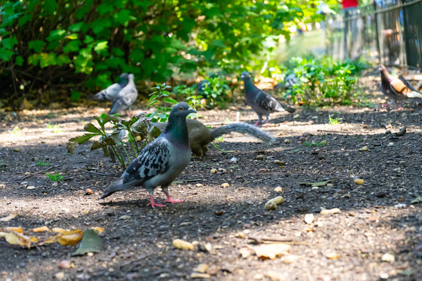 İngiltere, Londra 'daki St. James Park' ta güvercin. - Fotoğraf, Görsel