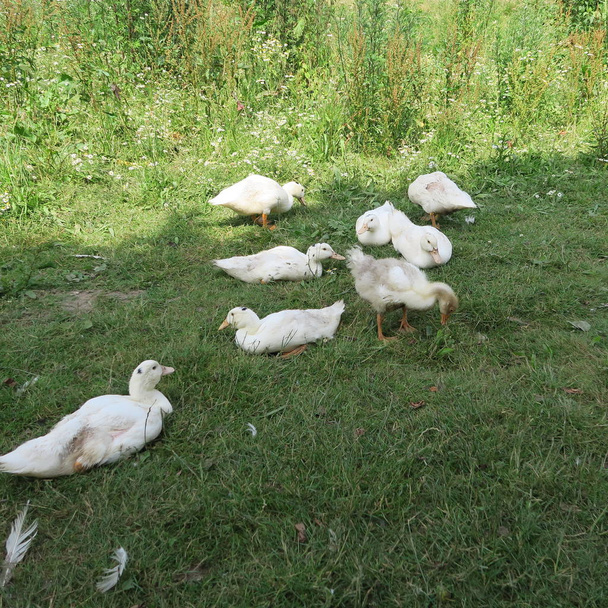 patos jóvenes blancos están a la sombra en el verano en el prado en la granja
 - Foto, Imagen