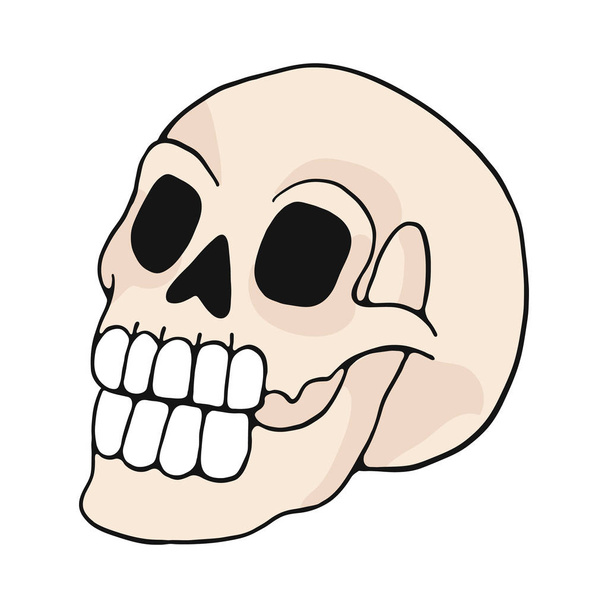 Мотив векторной иллюстрации черепа человека. Ручной рисунок отдельных элементов кости клипарт для блога природы, естественная история костный скелет графика, анатомия образования веб-кнопки
. - Вектор,изображение