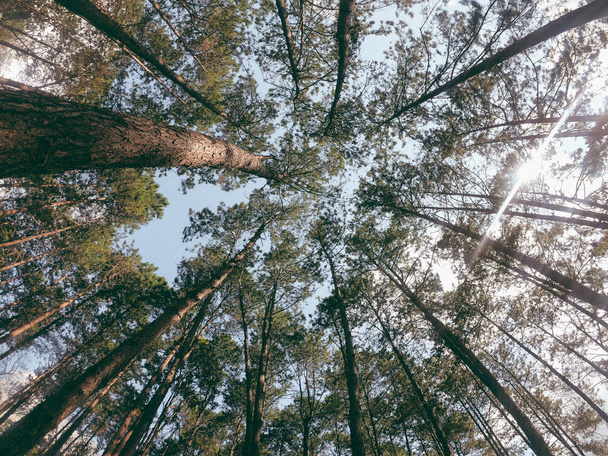 Blick in den Himmel durch die Baumkronen des Waldes. - Foto, Bild