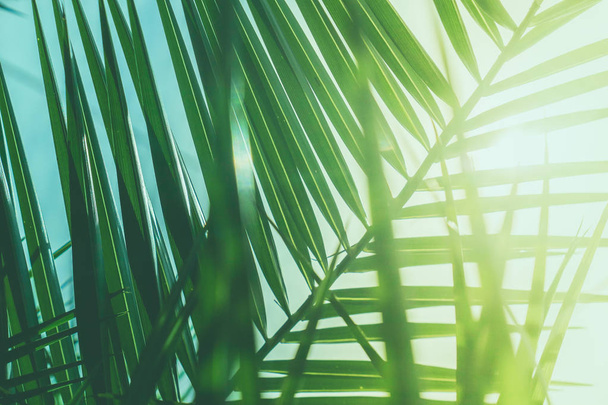 Prachtige groene palm leaves - exotische vakantie, Botanische achtergrond en zomer concept. Genieten van een tropisch droom - Foto, afbeelding