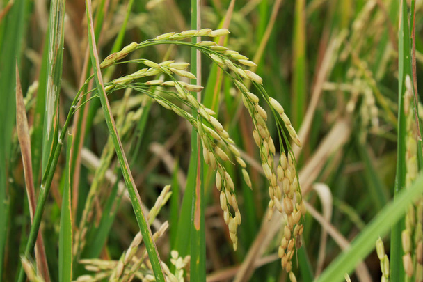 Дозрівання зерна рису на лопатях на рисовому полі
 - Фото, зображення