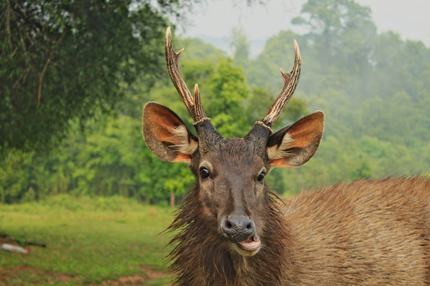 Head of wild dear with smiling face looking directly at you. Background National Park in Thailand - Photo, Image