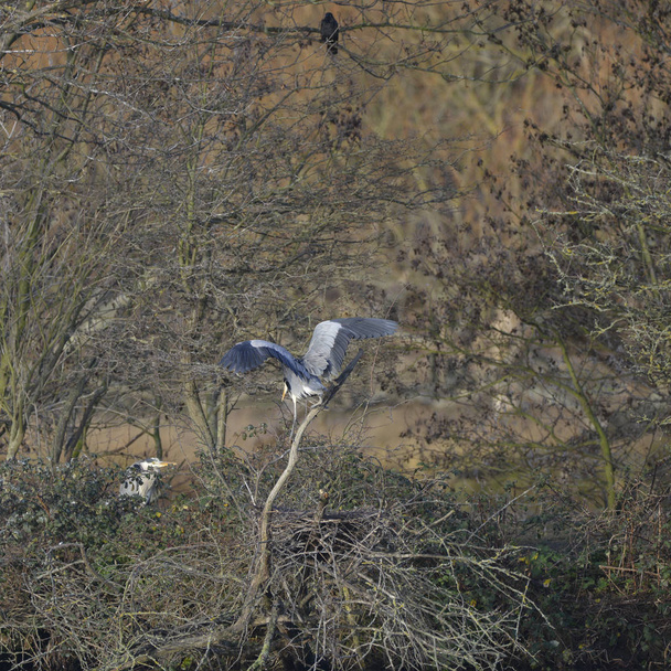 Garza gris Ardea Cinerea anidando aves silvestres en árboles desnudos de invierno
 - Foto, Imagen